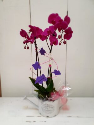 La Pérgola Floristería Almoradí Tienda En Linea Flores -19 orquídea