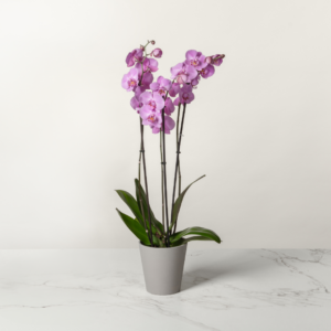 Una planta de orquídea malva