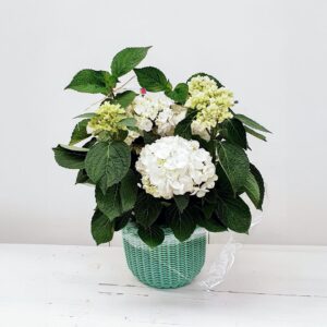Una planta de hortensia blanca