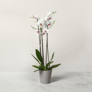 Un planta de orquídea
