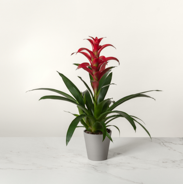 Planta de Bromelia